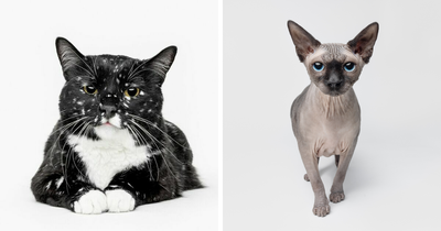 25 Expressive And Goofy Cats Photographed By Greg Murray