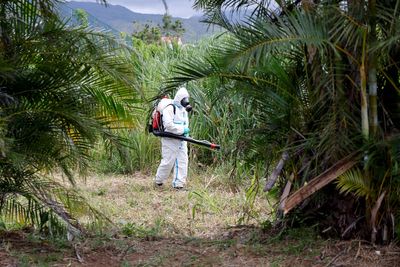 Chikungunya virus outbreak in China sees Covid-style measures launched