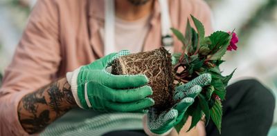 Nature’s underground engineers: how plant roots could save harvests from drought
