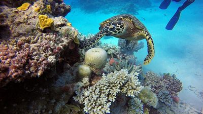 Record coral losses in Great Barrier Reef spark concern over escalating climate stress