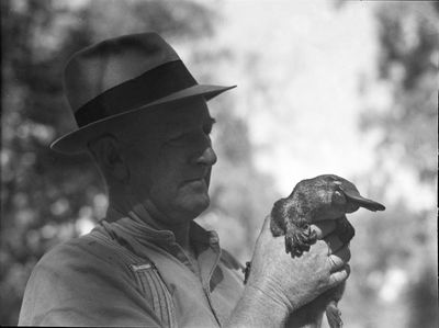 ‘Weirdly compelling’: the tale of Winston Churchill’s ‘interim’ platypus