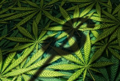 Aurora Cannabis Q1 FY2026 Earnings Call Transcript