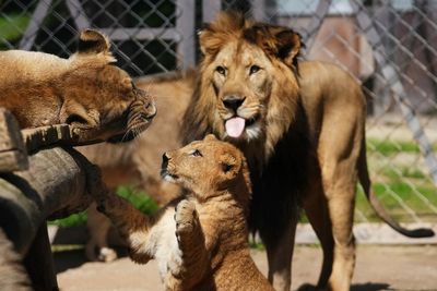 Zoo welcomes four rare lion cubs whose population is extinct in wild