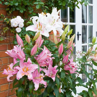 When to cut back lilies – and which parts to avoid trimming if you want them to bloom again next year