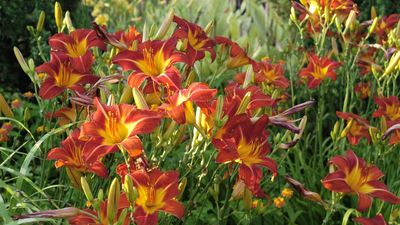 How to fertilize daylilies – my essential tips as a professional gardener for lush, long-lasting flowers this summer