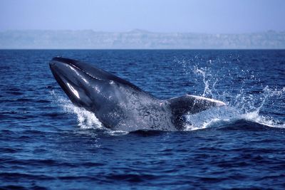 Blue whales have gone silent. Why that has scientists worried about Earth’s biggest animals ... and the ocean
