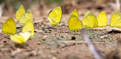 Climate-fuelled El Niño events are devastating butterflies, beetles and other tropical insects