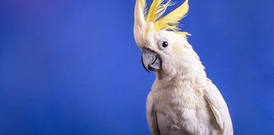 Body rolls and headbanging: we found cockatoos have 30 different dance moves
