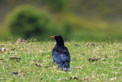 Wild-born chough fledges and thrives in Kent for first time in 200 years