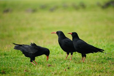 Rare bird returning to county after 200 years of extinction