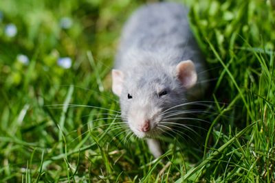 8 Yard Work Habits That Are Attracting Rodents, Not Curb Appeal
