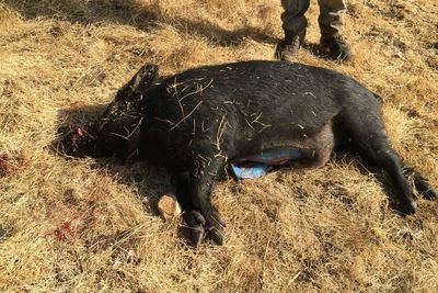 Warnings issued in California over wild pigs found with blue meat