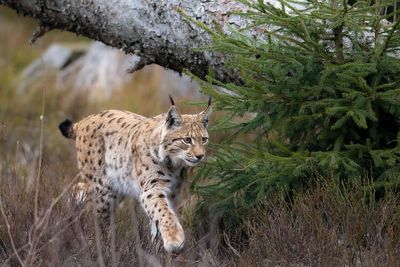 Bringing lynx back to Northumberland backed by 72% of locals, consultation finds