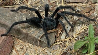 'It seems that size really does matter': Males of 4 never-before-seen tarantula species have record-long genitalia
