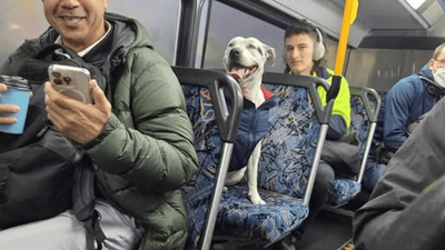 A Sydney Dog Just Took The Bus All On Her Own & Earned Instant Legend Status