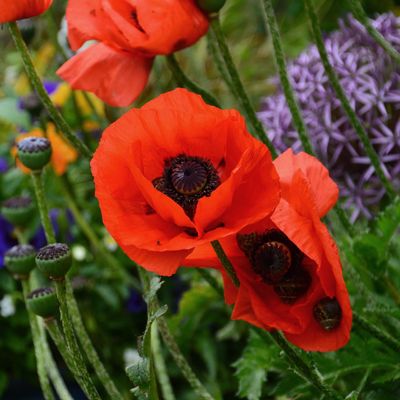 How and when to collect seeds from hardy annuals this summer so you can grow them for free next year