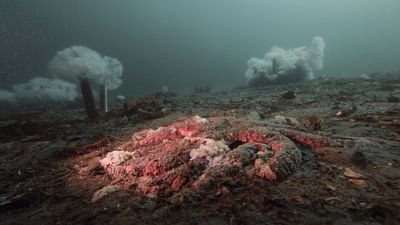 Mystery of why sea stars keep turning into goo finally solved — and it's not what scientists thought