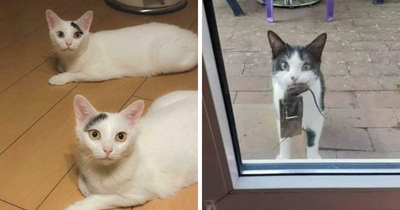 This Online Group Is Dedicated To Cats Being Cats And Here Are 50 Of Their Best Posts