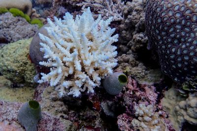 Great Barrier Reef records largest annual coral loss in 39 years