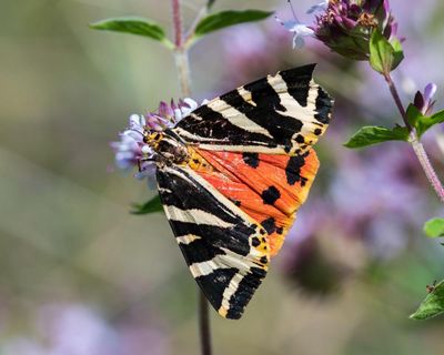 Country diary: A flash of tomato-red among the green