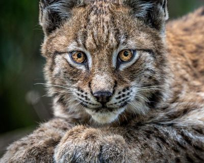Lynx could thrive in Northumberland with most in area supporting return, study finds
