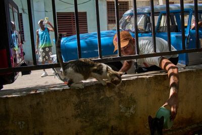 Cats and dogs abandoned in tourist hotspot as economic crisis worsens