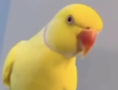 Drugs gang smashed after parrot taught to speak like a dealer and 'repeat price list'