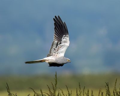 An abundance of butterflies and birds arrived this summer: nature is ready to spring back – if we let it