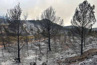 France's largest wildfire in decades leaves a trail of devastation