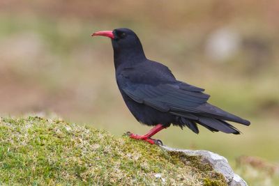 Breakthrough in efforts to reintroduce rare bird to Kent