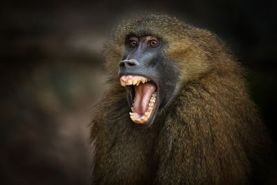 Zoo staff receive death threats after baboons culled and fed to lions