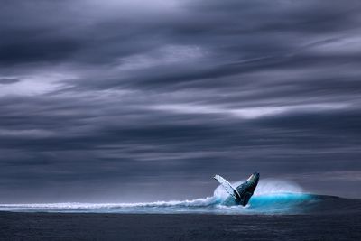 Blue Whales Going Silent May Be A Sign of Worse Things to Come: Here's Why You Should Be Worried