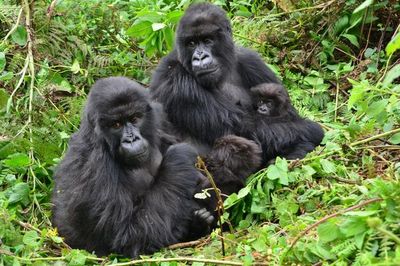 The surprising friendship habit female gorillas share with humans