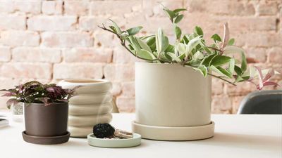 5 Types of Indoor Hoya That Will Brighten Up Your Home and Add a Burst of Leafy Greenness