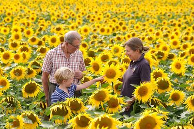 Dry summer boosts sunflower crop but varied weather ‘puts farms under pressure’
