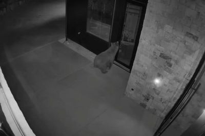 Moment bear uses door handle to walk into home
