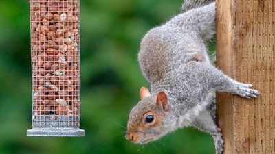 Gardeners swear by using baffles to keep squirrels off bird feeders, and it is not as strange as it sounds