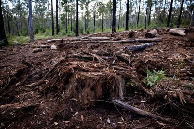 Queensland land-clearing figures show state remains ‘deforestation capital of Australia’, conservationists say