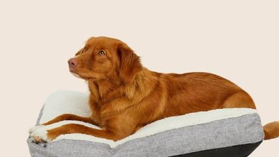 Pets at Home discount codes - for August 2025