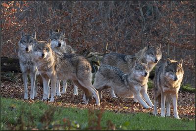 Nature's Great Reset: How Grey Wolves Helped Revive Yellowstone's Dying Aspen Forests After 80-Year Absence