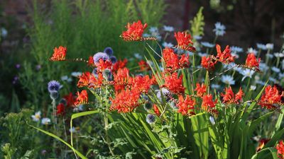 Why is my crocosmia not blooming? 5 common reasons for a lack of flowers, and how to fix them