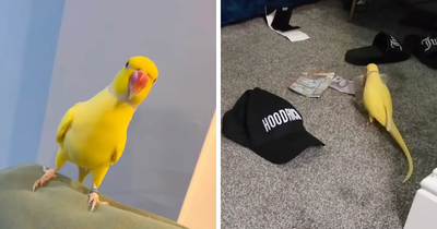 Talking Parrot Helps Bust Major Gang Operation As Footage Of Its Illicit Training Goes Viral