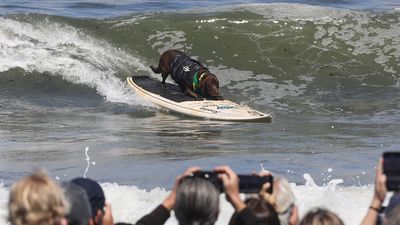 Canines ride the waves in the World Dog Surfing Championships as Labrador retains title