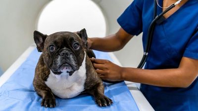 How to keep your dog calm at the vet: 3 tips from an expert