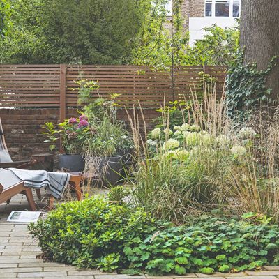 Best plants to propagate in August if you want to fill your garden borders for free