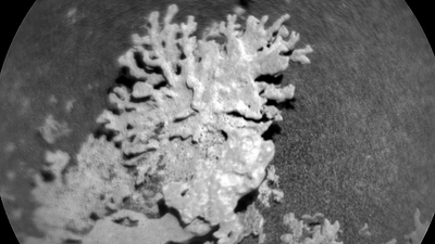 NASA finds multi-billion-year-old 'coral' on Mars