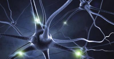 Neuroprotective Potential of Delta 8 Gummies in Aging Adults
