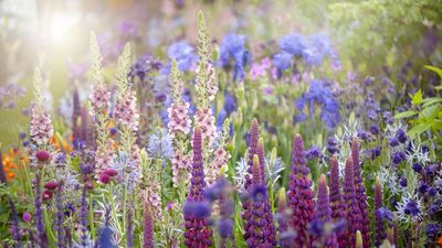 Verbascum varieties – 15 enchanting options for bright summer spires