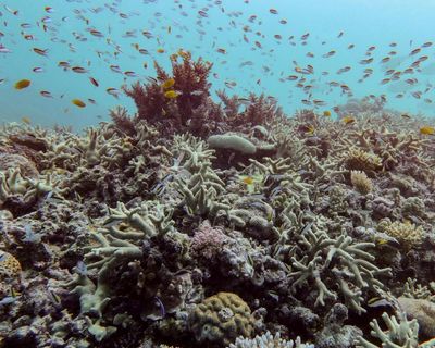 Pretty bloomin’ what? The Great Barrier Reef is a picture of health, The Australian assures us