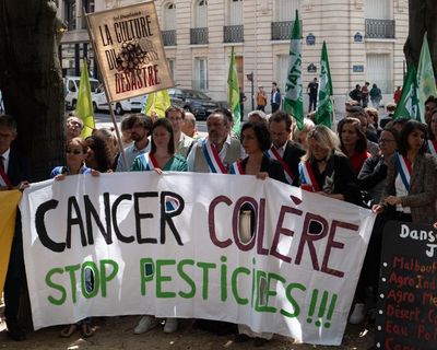 Plan to reintroduce banned pesticide in France overruled by constitutional council